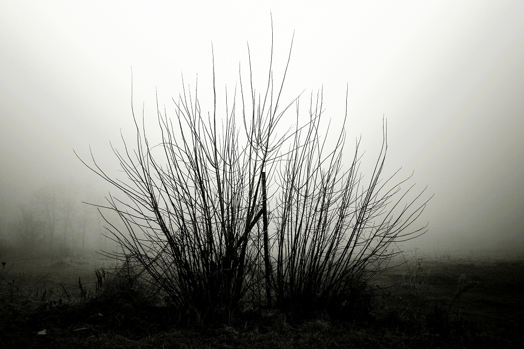  animinimality... .