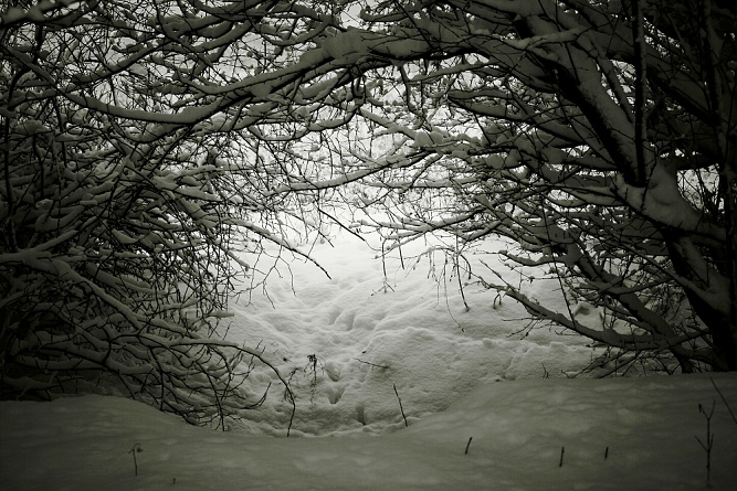 3 animinimality...